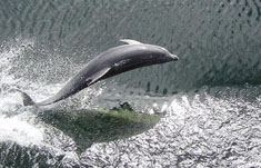 Imatge d'un dofí.